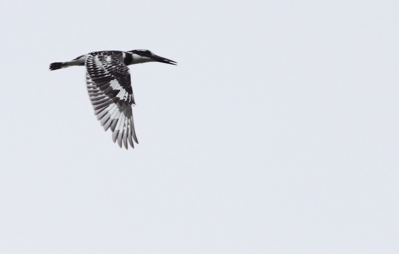 Bonte IJsvogel / Pied Kingfisher