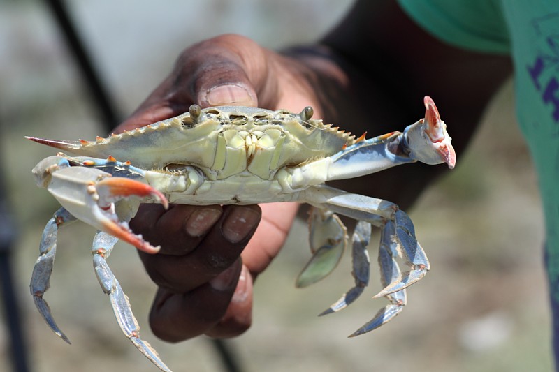Krab spec.