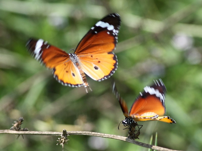Kleine Monarchvlinder / Plain Tiger
