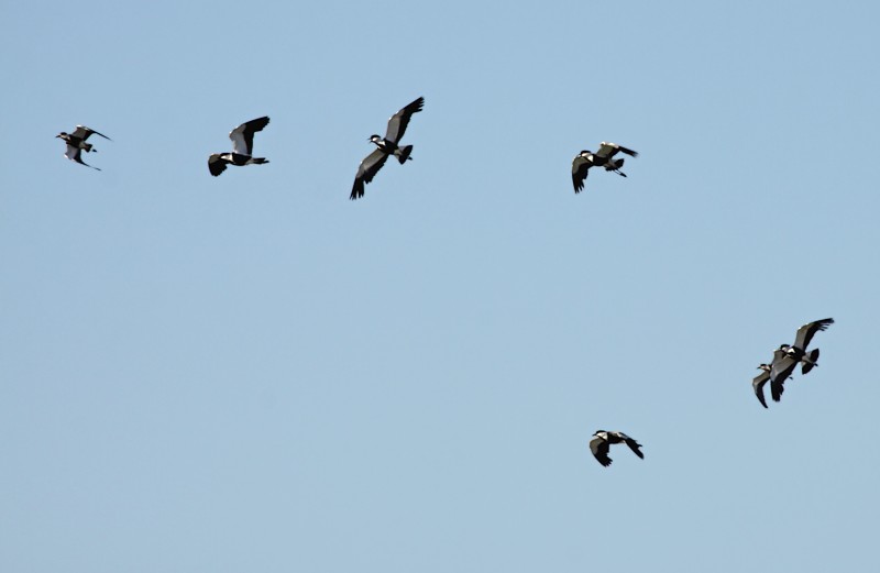 Sporenkievit / Spur-winged Lapwing