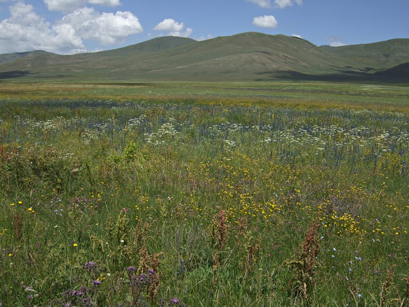 Fiels near Ardahan