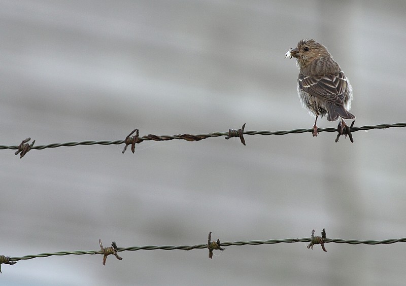 Roodmus / Common Rosefinch