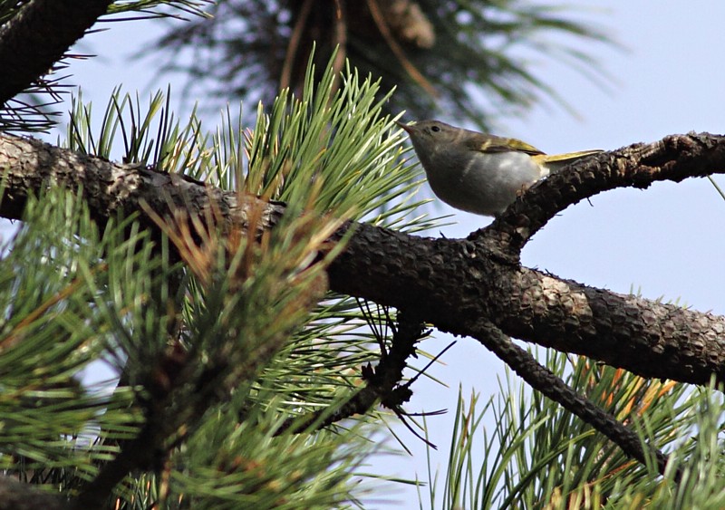 Bergfluiter / Bonellis Warbler
