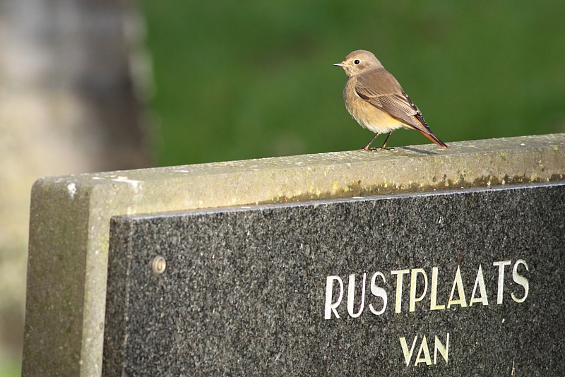 Gekraagde Roodstaart / Common Redstart
