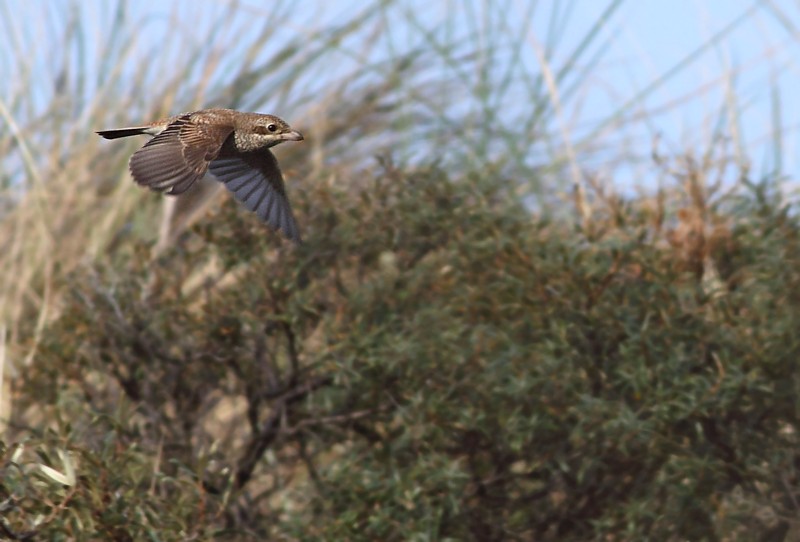 Grauwe Klauwier / Red-backed Shrike