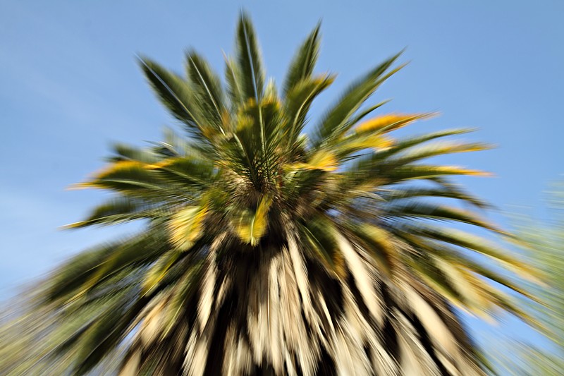Palmboom