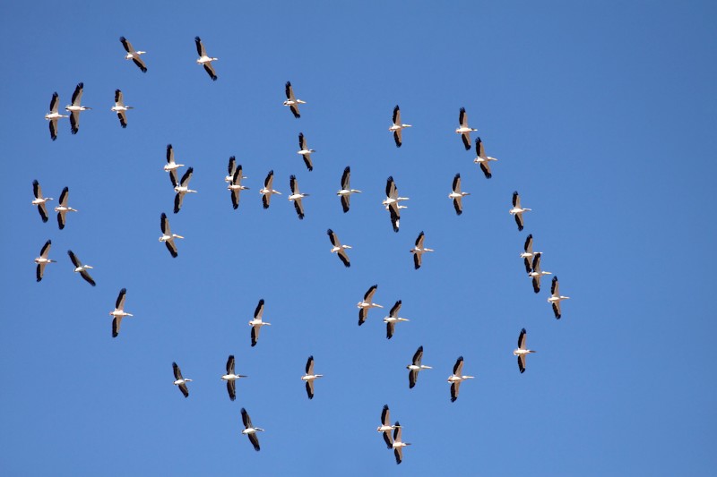 Roze Pelikanen / Great White Pelicans