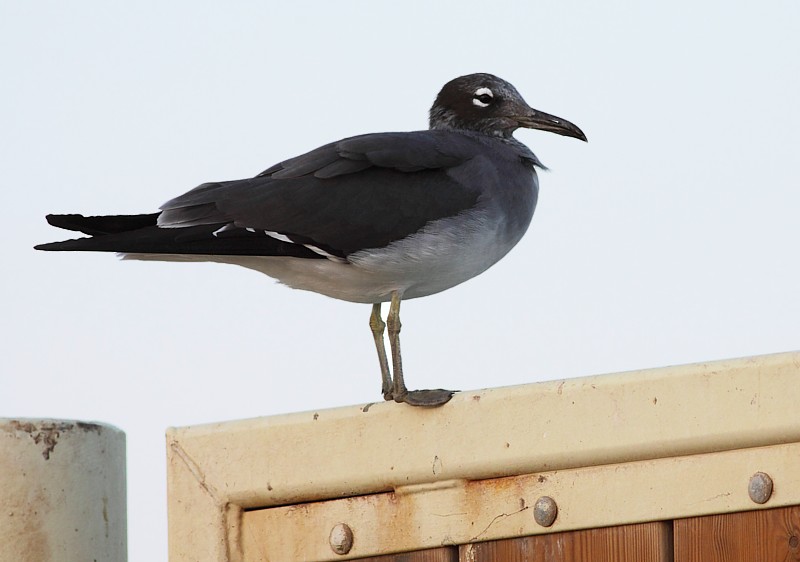 Witoogmeeuw / White-eyed Gull