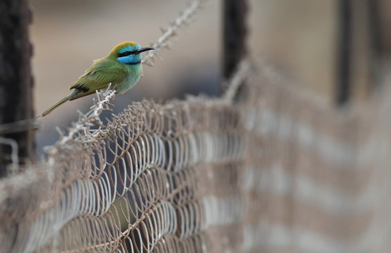 Kleine Groene Bijeneter / Little Green Bee-eater