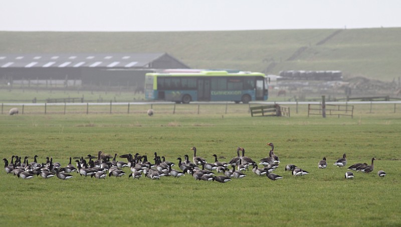Witbuikrotgans / Pale-bellied Brent Goose