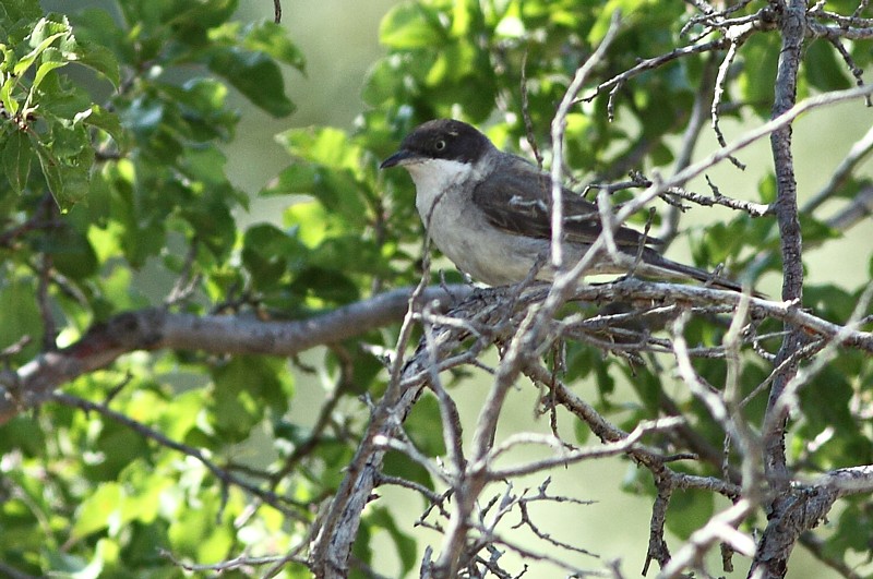 Oostelijke Orpheusgrasmus / Eastern Orphean Warbler