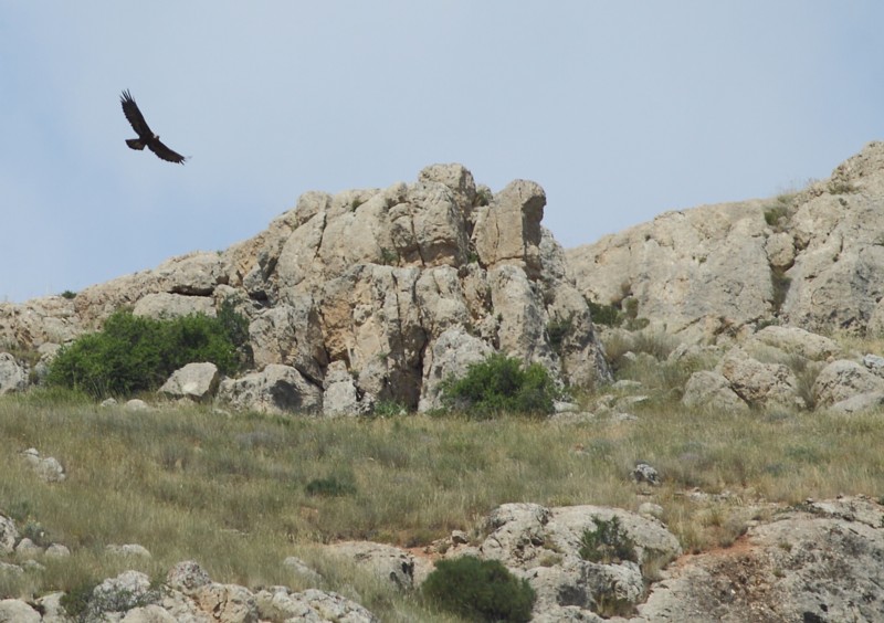 Steenarend / Golden Eagle