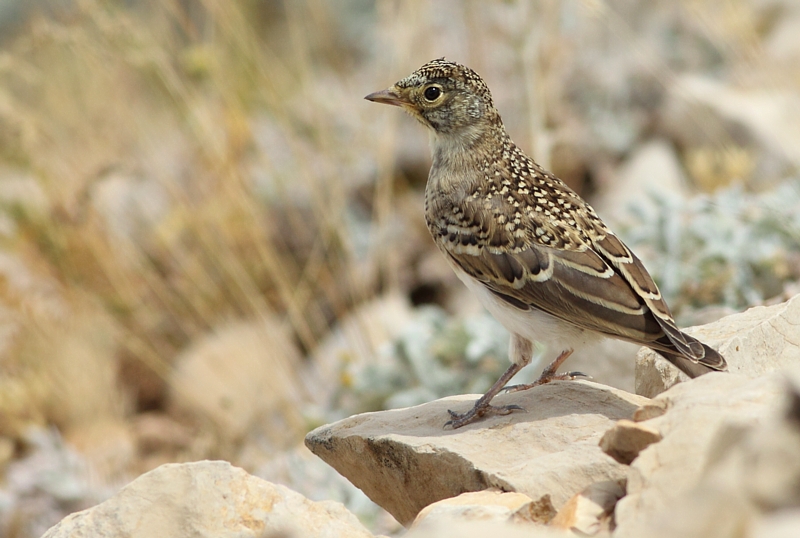 Strandleeuwerik / Horned Lark (ssp penicillata)