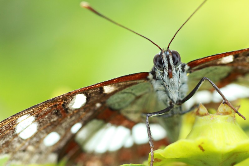 Blauwe IJsvogelvlinder / Southern White Admiral