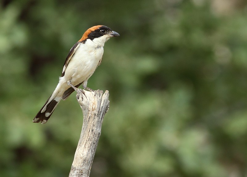 Roodkopklauwier / Woodchat Shrike