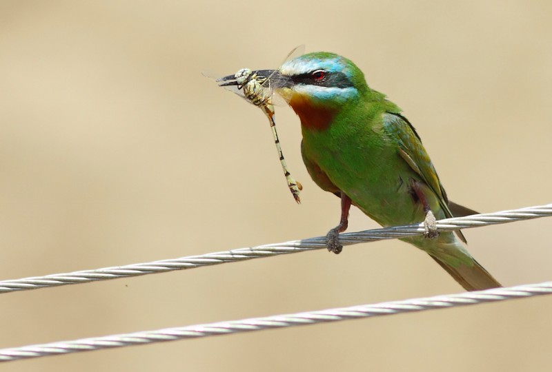 Groene Bijeneter / Blue-cheeked Bee-eater