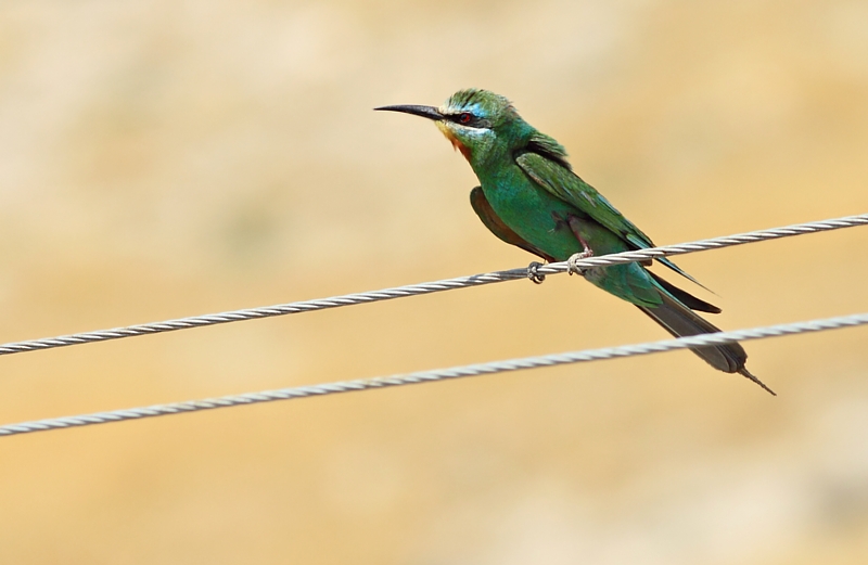 Groene Bijeneter / Blue-cheeked Bee-eater