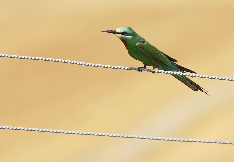 Groene Bijeneter / Blue-cheeked Bee-eater