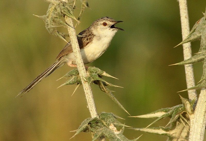 Gestreepte Prinia / Graceful Prinia