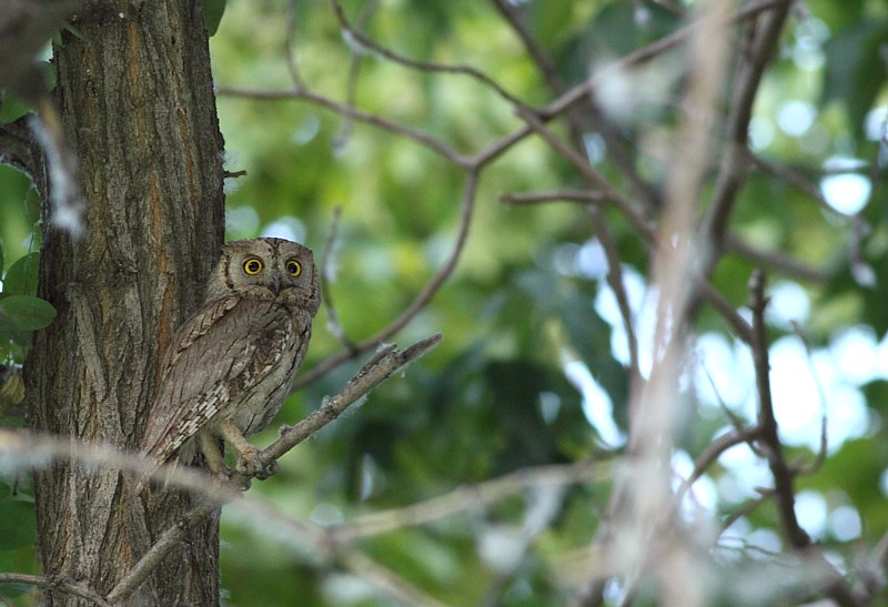 Gestreepte Dwergooruil / Pallid Scops Owl