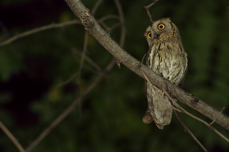 Gestreepte Dwergooruil / Pallid Scops Owl