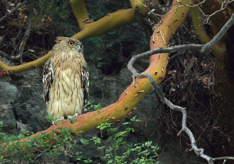 Bruine Visuil / Brown Fish Owl
