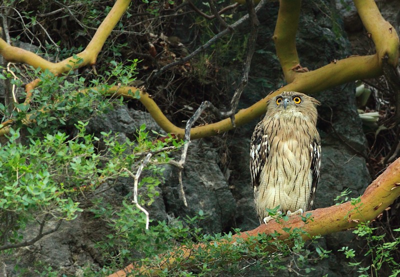 Bruine Visuil / Brown Fish Owl