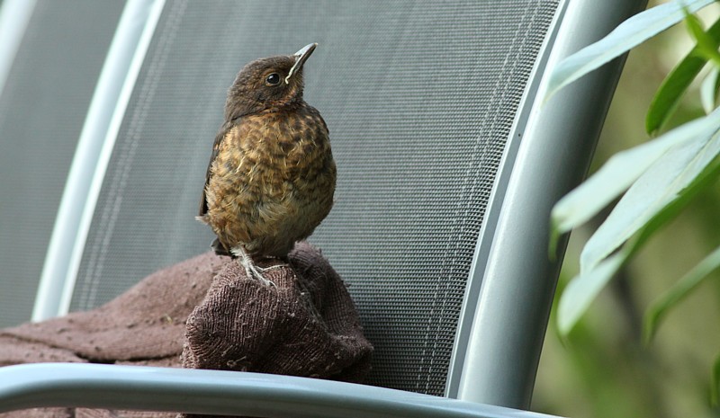 Merel / Blackbird