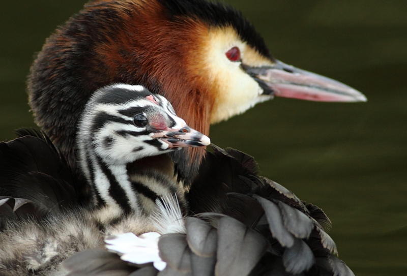 Fuut / Great Crested Grebe