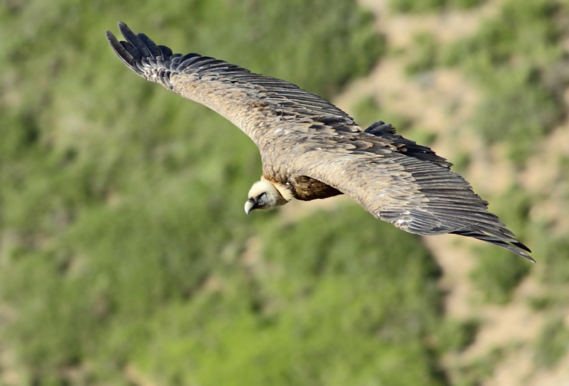 Vale Gier / Griffon Vulture