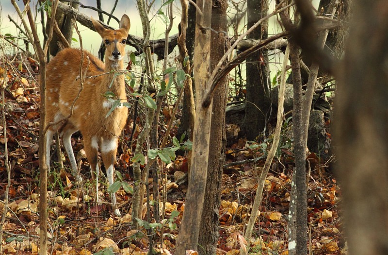 Bushbuck