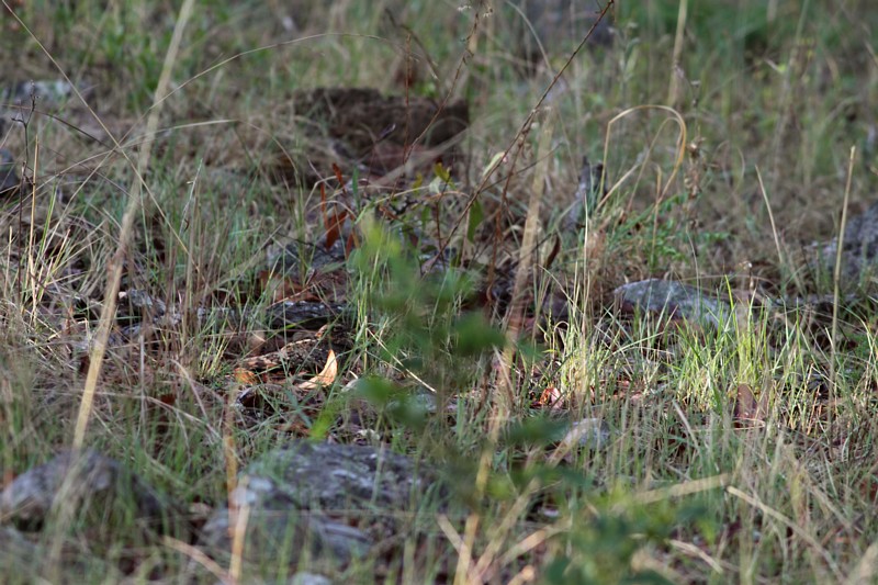 Fiery-necked Nightjar