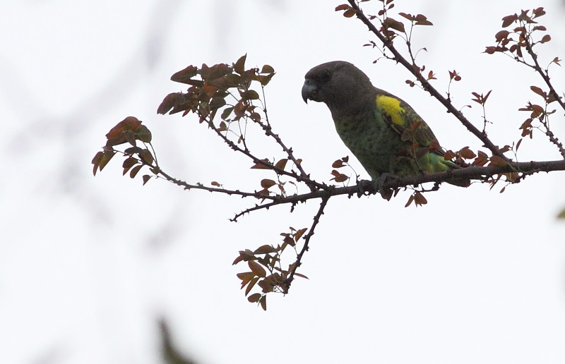 Meyers Parrot