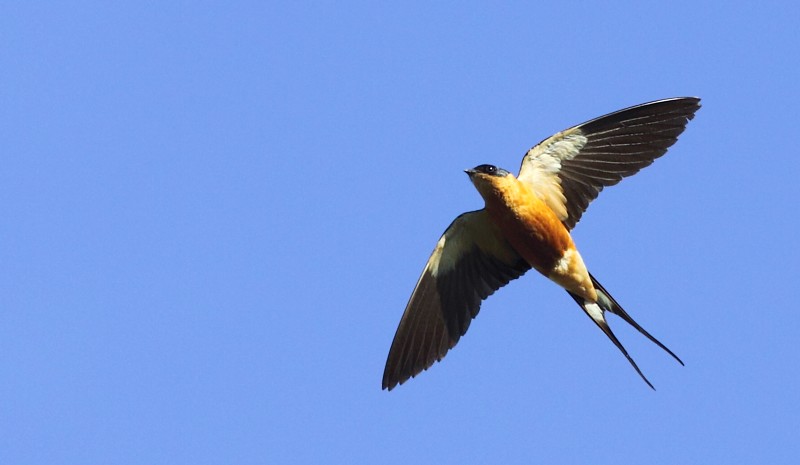Red-breasted Swallow