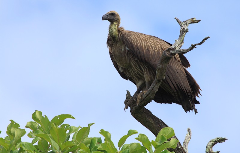 White-backed Vulture