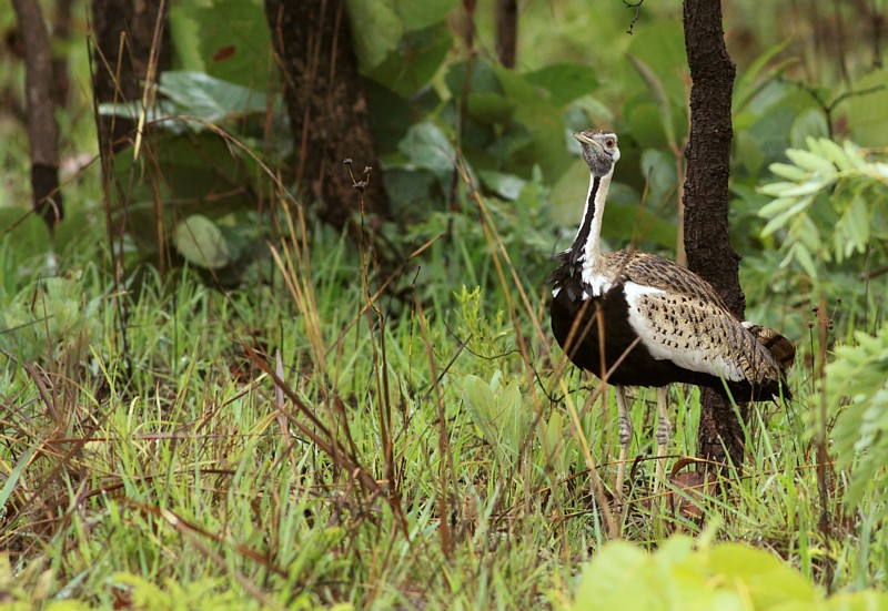 Black-bellied Bustard