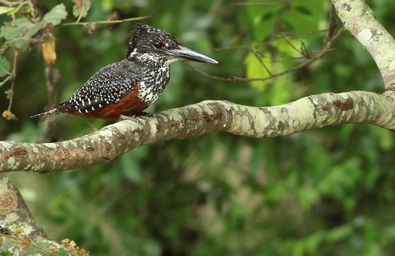 Giant Kingfisher
