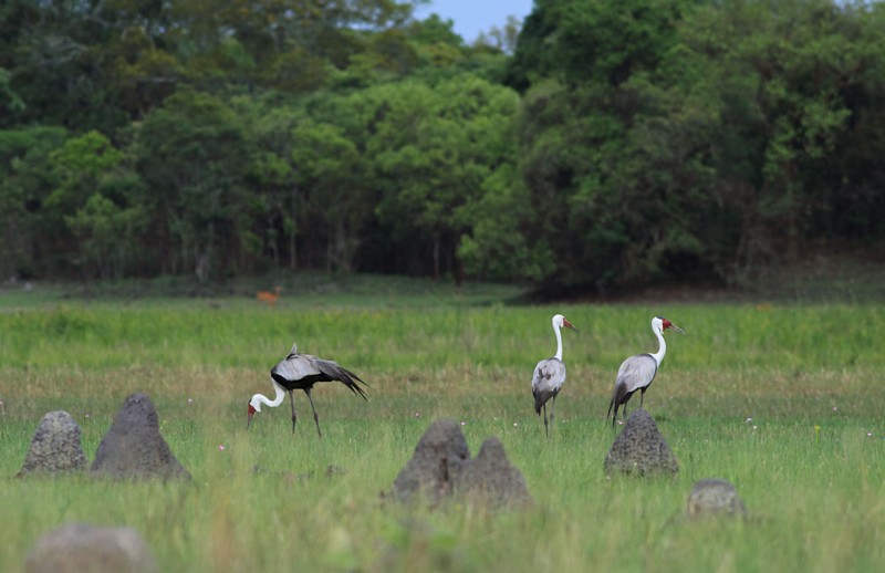 Wattled Crane