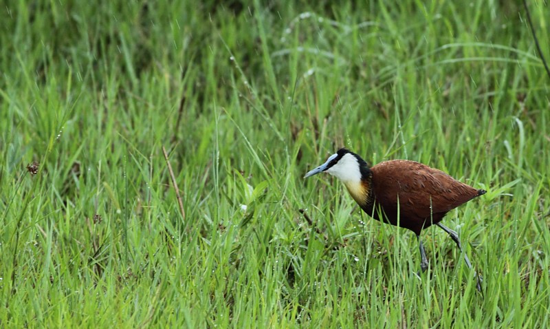African Jacana