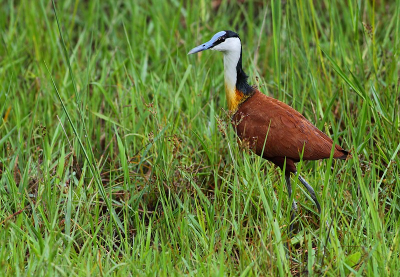 African Jacana