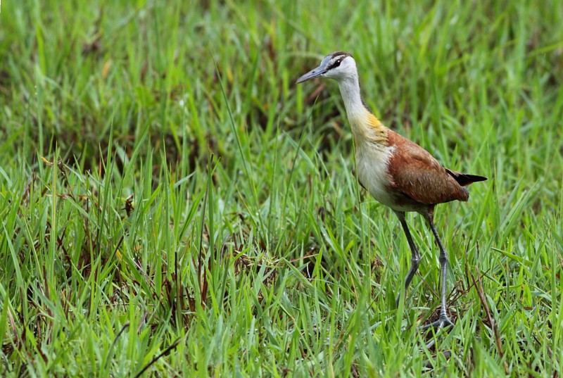 African Jacana