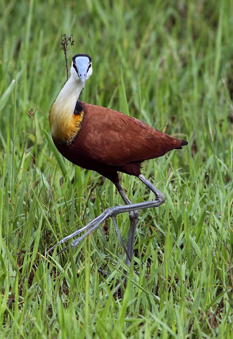 African Jacana