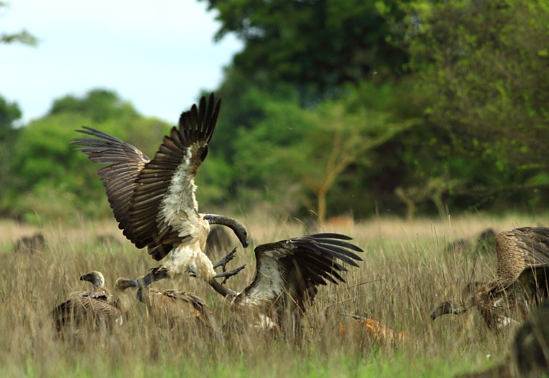 White-backed Vulture
