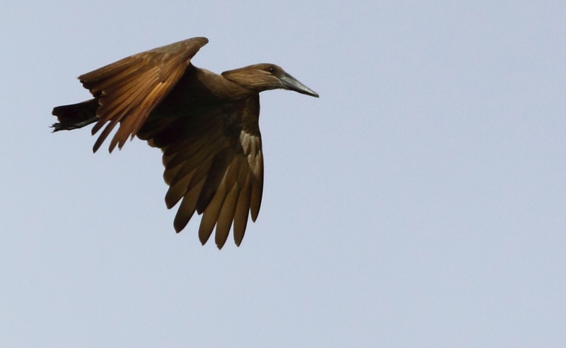 Hamerkop