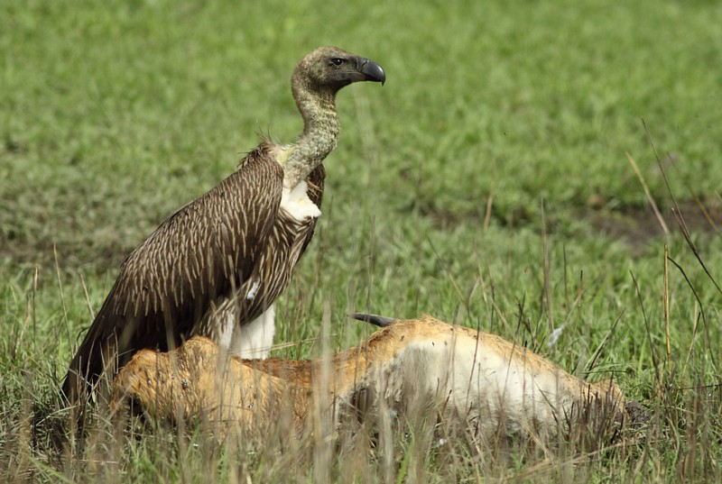 White-backed Vulture