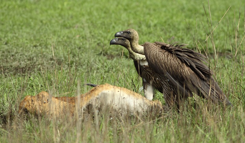 White-backed Vulture