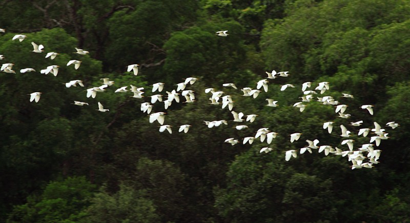 Cattle Egret