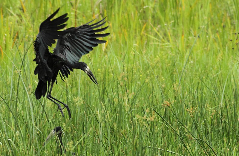 African Openbill