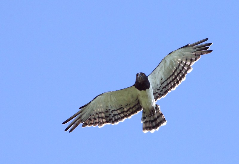 Black-chested Snake-eagle