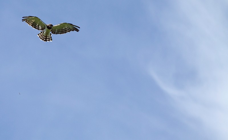 Black-chested Snake-eagle